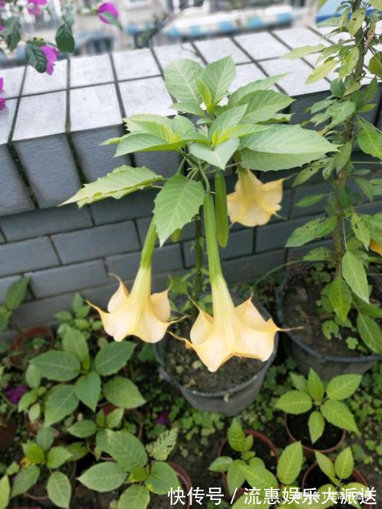 多闻闻|此花,有毒,多闻闻也不行教你方法,让养护正常,让家人安全
