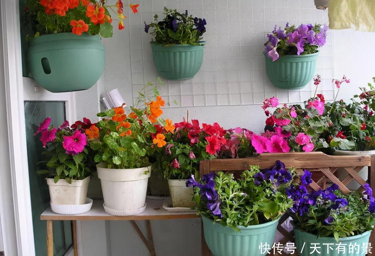 室内养花最烦“病虫害”,告诉你这些关键点,让花少生病