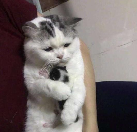 小男孩儿|老师让画自家宠物,5岁儿子画完却被批评,宝妈拿出照片老师无语