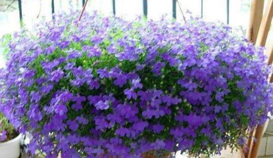 君子兰|还在按天给花浇水?那你的花离死不远了