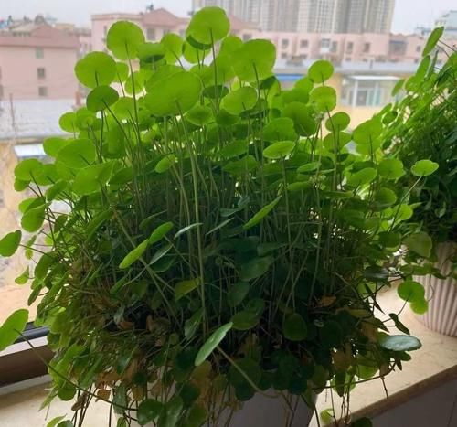 铜钱草养不好，给你支一招，只需做好两点就够了