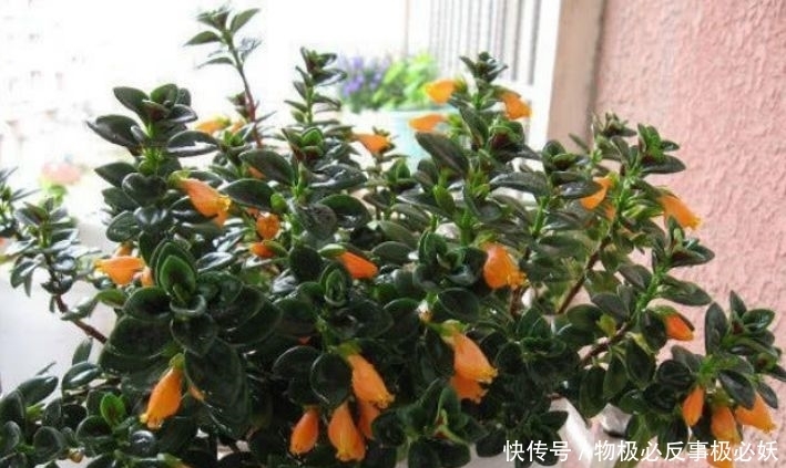 开花|4种花好漂亮,打理简单易爆盆,越晒长得越旺