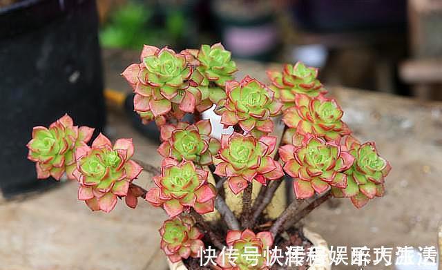 根系|想把“多肉”养爆盆,学会4个“小技巧”,养出状态,轻松变老桩
