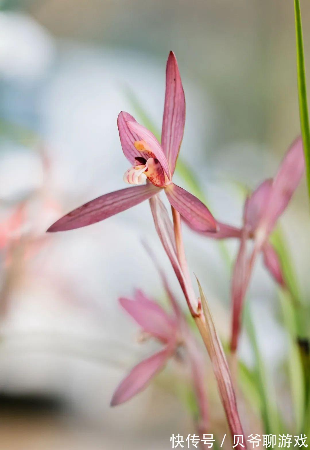 日照|全面分析阳台环境给兰花带来的不适,轻松攻克兰花的“阳台病”!