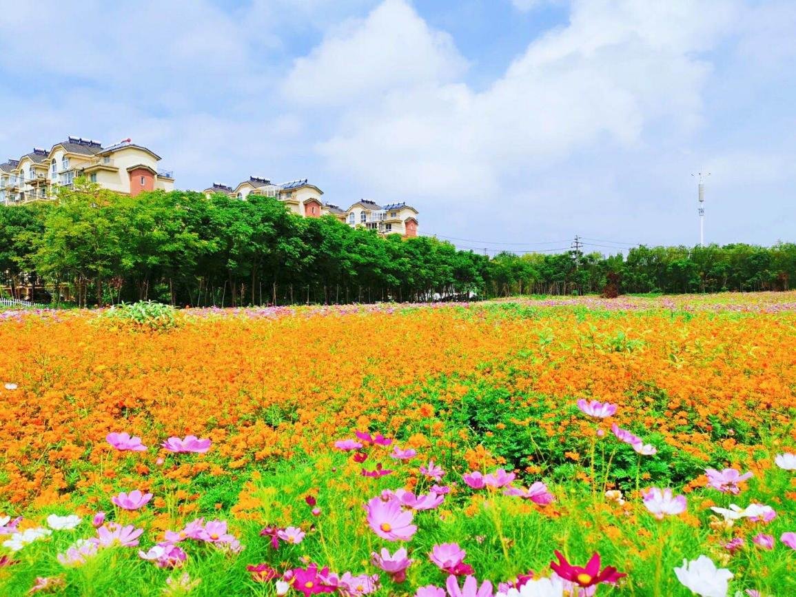 花海|桐乡市河山镇：打造优美花海，助推美丽城镇