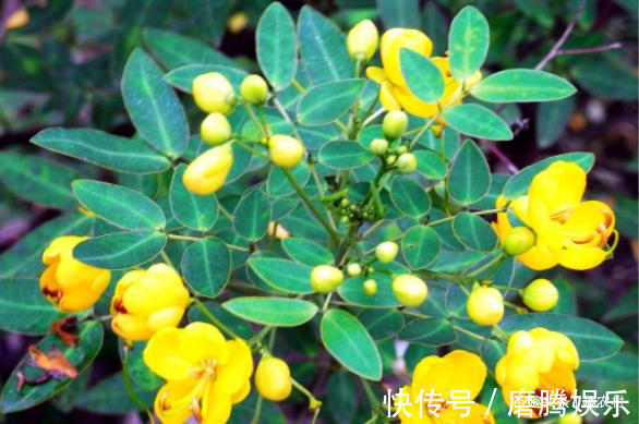 蛇莓|小时候常见又叫不上名的植物,终于知道叫啥了,太全了