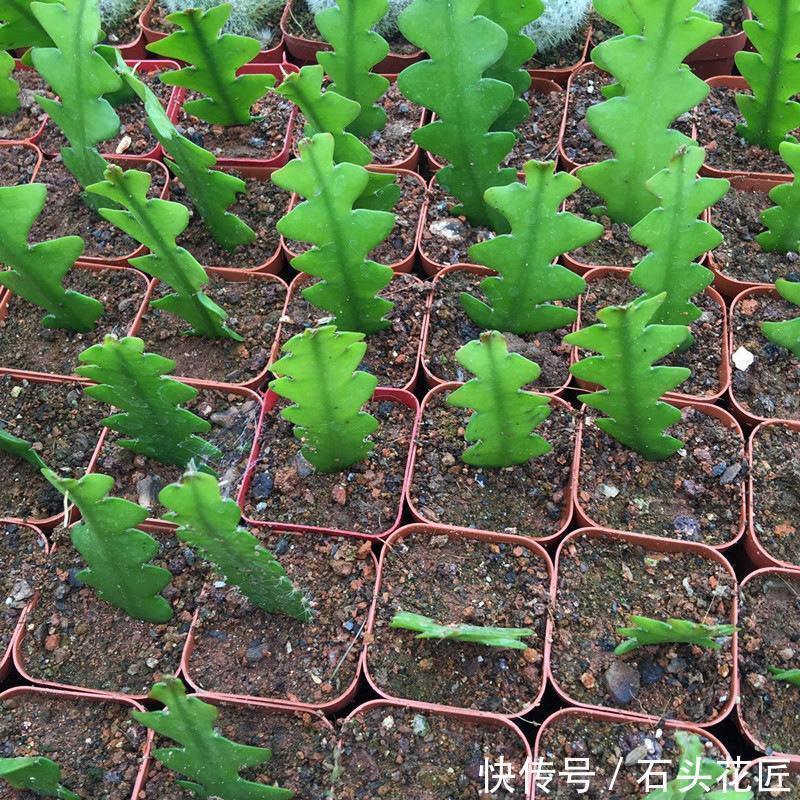 鱼骨|此5种植物,叶子“奇特”又漂亮,养在家里大气、又好看
