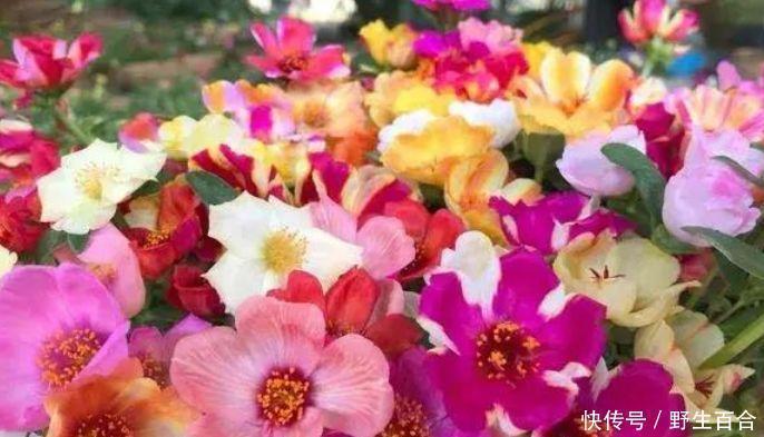 清新|家有庭院就养这种花,美不胜收,清新浪漫、美如仙境!