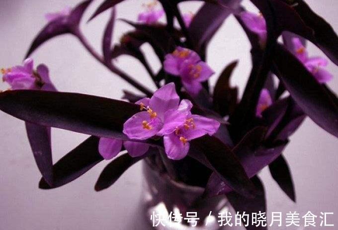 此7种盆栽没人管都不会死,比仙人掌还好养