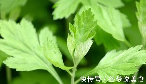 湿气|她天天吃幼嫩艾草叶,半个月后身体发生神奇变化,值得所有人借鉴