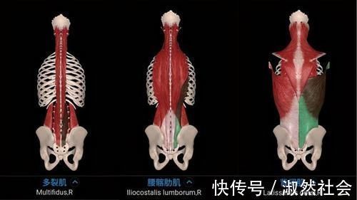 膝关节|硬拉干货：新手如何完成一次标准的硬拉？