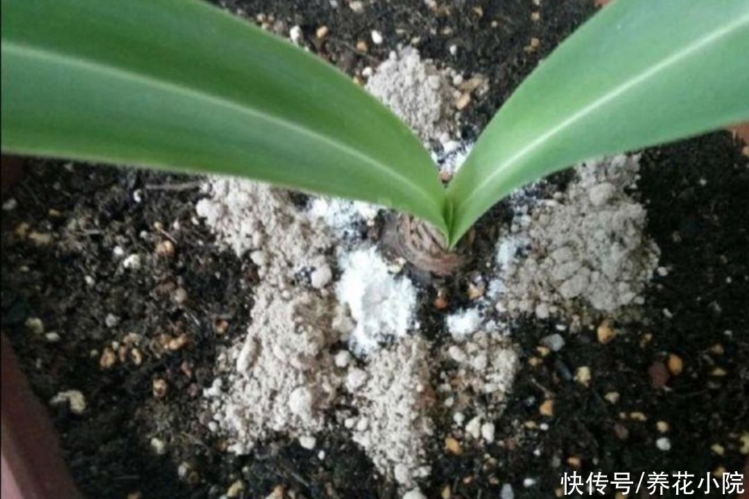 潮湿|花盆里出现小虫子,不用买杀虫剂,往里面扔点“小东西”就管用