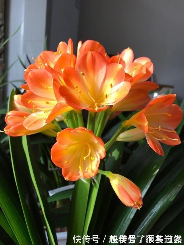君子兰最爱“3种肥”,很好找,花瓣红硕喜气,叶片肥厚绿油油