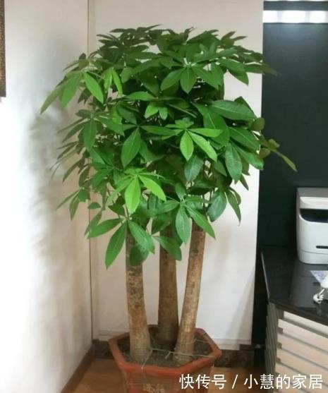 浇水|5种漂亮的耐旱花，30天不浇水照样生机勃勃，适合新手和懒人