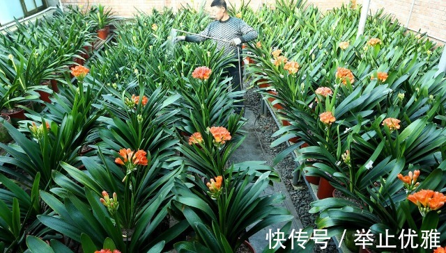 养分|养殖兰花和君子兰始终不开花,不是技术不行,是四点没做好