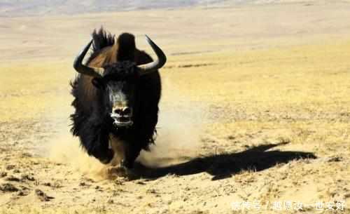 即将灭绝的野生动物 耗牛 快资讯