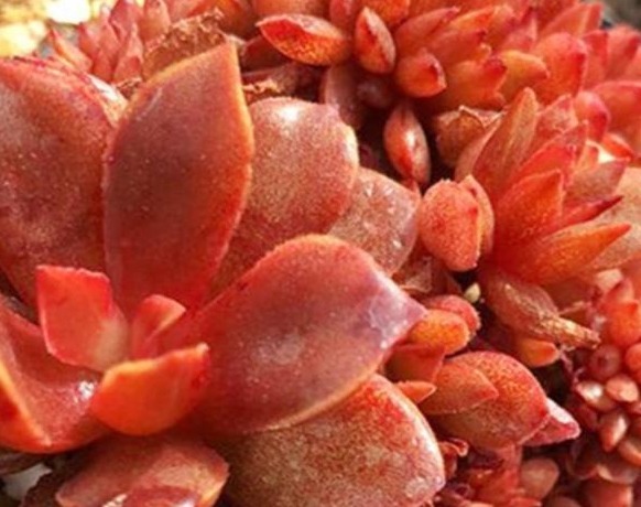 给多肉喂上这种“小零食”，新芽呼呼长，叶片肥厚，长得水灵灵的