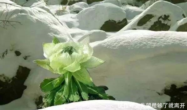 塔身|难得一见的天山雪莲，五年一开花，美得就像童话！