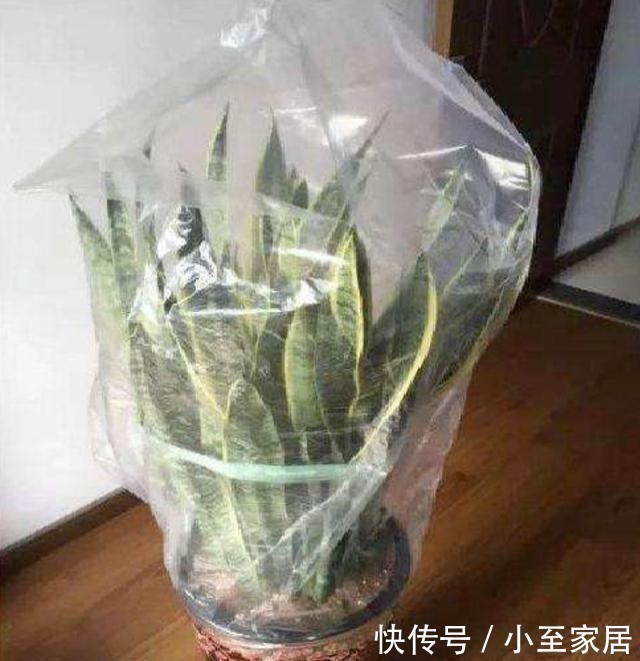 花盆|塑料袋用完先别扔,套在花盆上,用处多多!