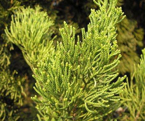 脱发|有了白头发不要急!一片树叶煮水洗头,白发秃发都可以得到改善