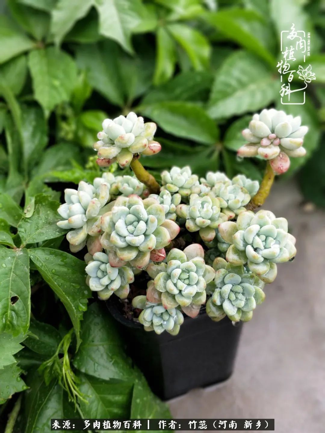 养多肉三周年有感养这么多多肉到底有啥用!