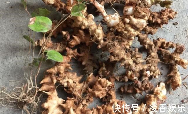 金刚藤|荒地上一种带刺树藤,老农挖根部泡酒喝祛风湿,藤做成手镯不便宜