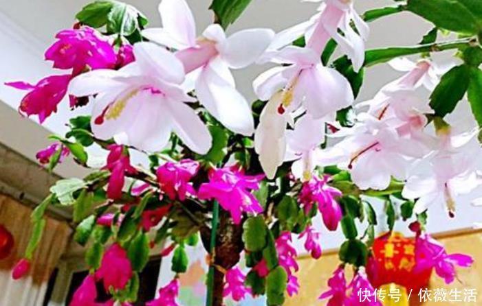 小齐|养蟹爪兰改掉3个“坏习惯”,叶片肥厚根系壮,一年开花好几次!