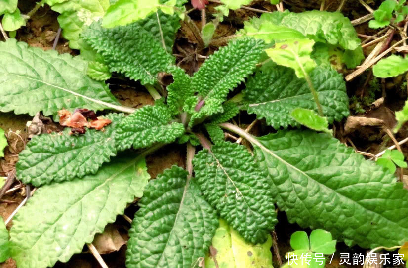 這種野草人稱“雪見草”農民摘它的葉子泡茶,殊不知是一種好藥