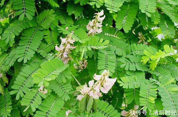 户外常见的“野草”,竟是肝“天然卫士”,泡水喝肝会“感激”你