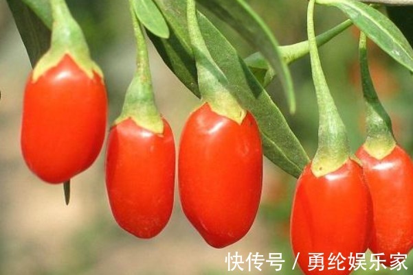 枸杞|坚持晚上吃几粒枸杞,用不到1个月,不仅皮肤美白了,还有3大好处