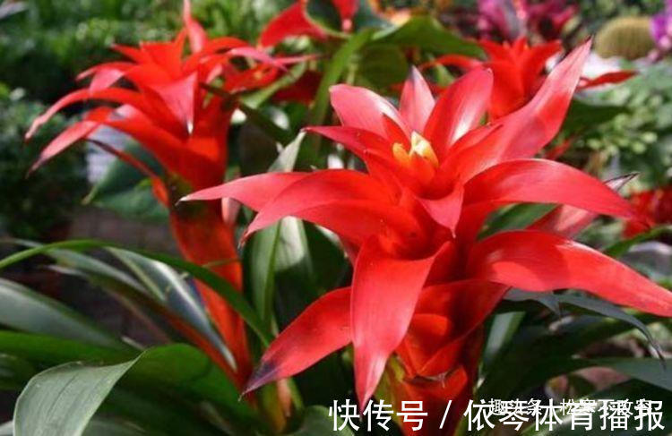 鸿运当头|几种花超好养,花朵小巧玲珑,花叶俱美,养盆放阳台美极了