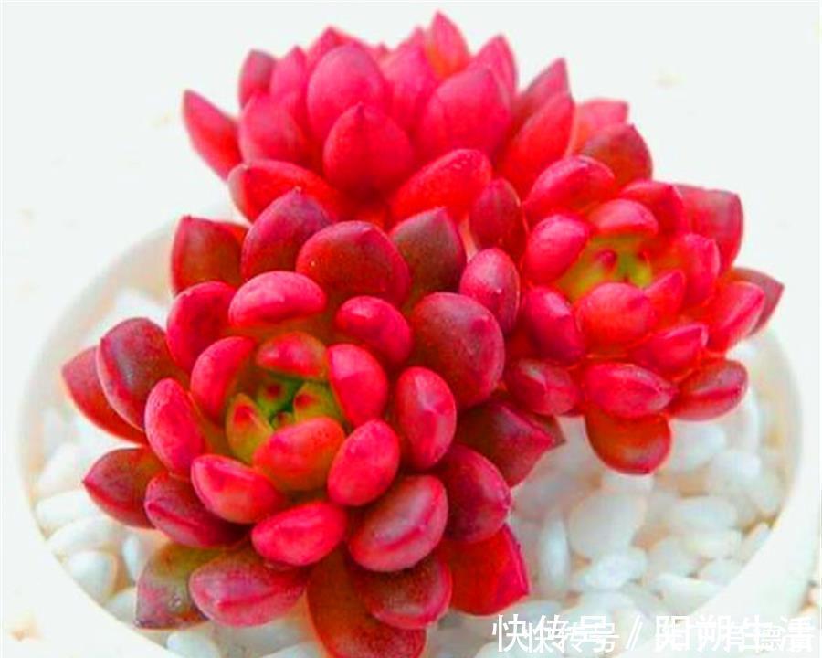 多肉红宝石叶子干瘪发软怎么办？尽早去做3件事，饱满又鲜红