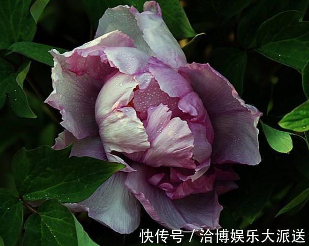 超哥|家里“3种花”不能见光,放暗处“摆好”,叶片油亮、花儿开得旺