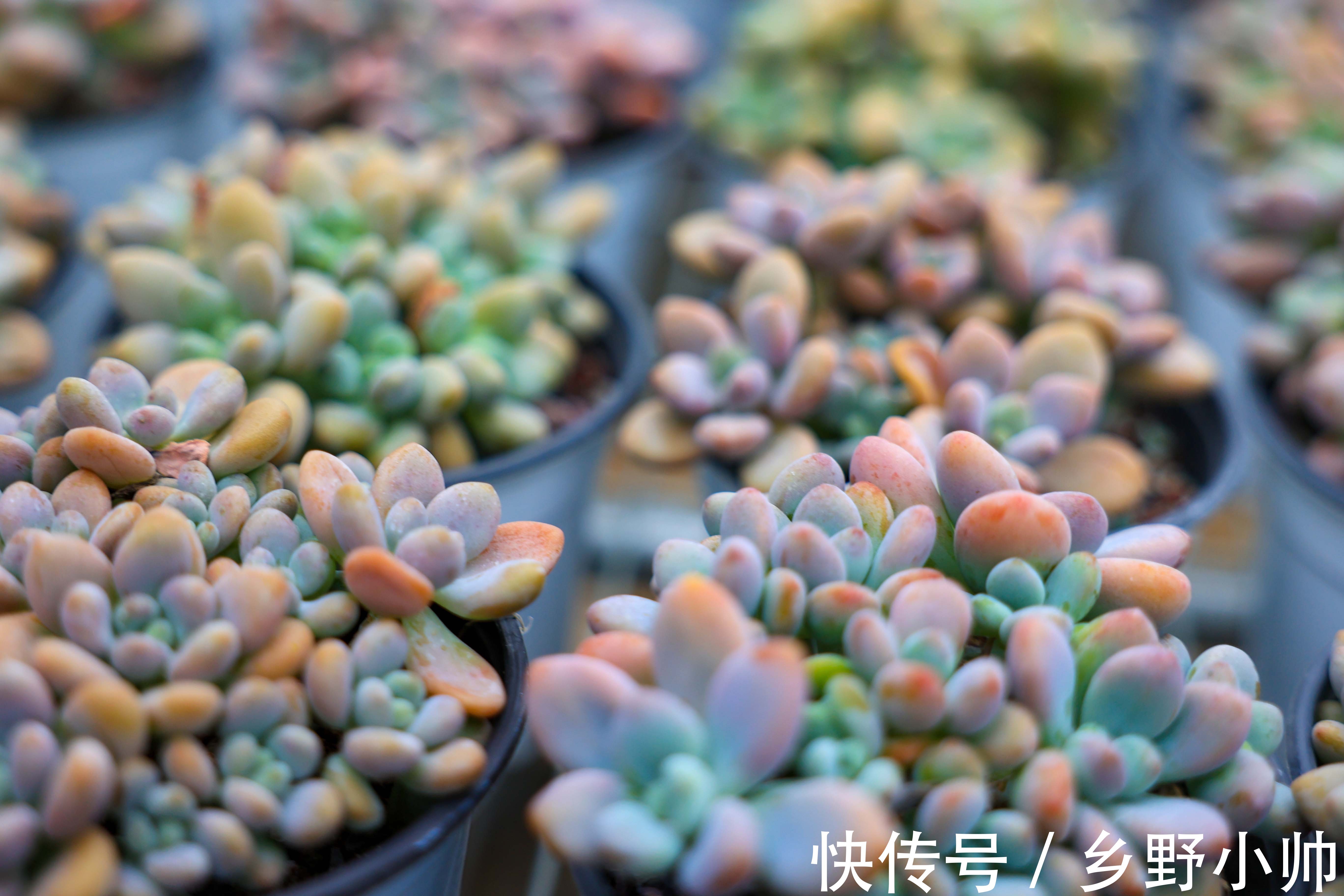 美杜莎|入秋后的第二次上新，多肉开始慢慢出状态，收获不一样的风景