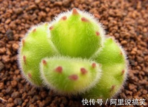 技巧|精挑细选32种多肉植物，1分钟掌握养护技巧，非常实用