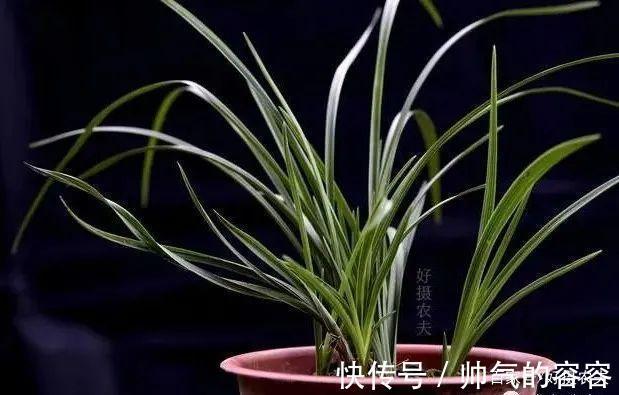 兰花叶片一直养不绿尿素怎么用，才能让兰叶变浓绿