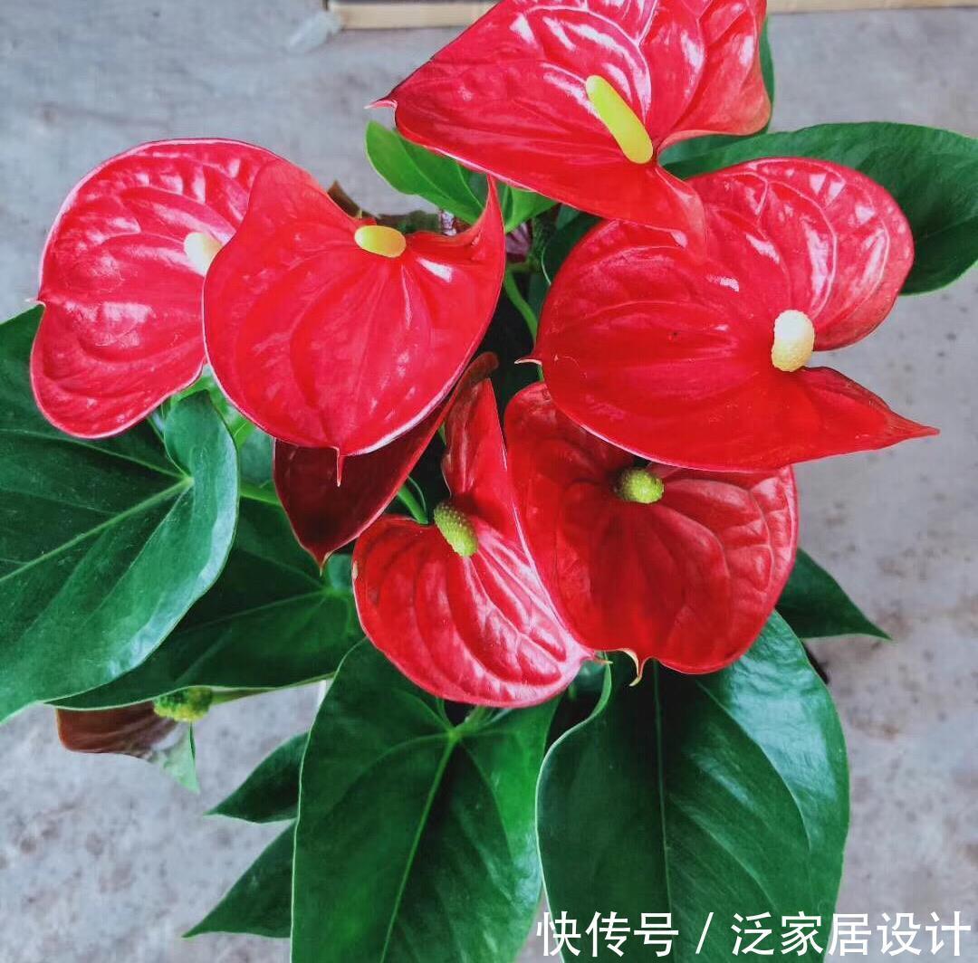 扶桑花|6种“劳模花”，四季花不断，家里养一盆，开花300天