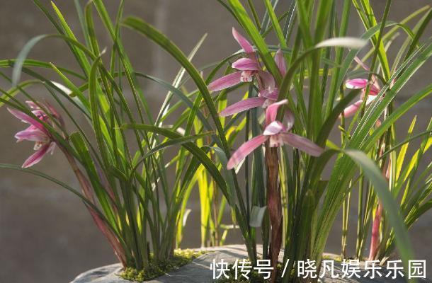 卧室|卧室养花不了解这些,随意盆栽可能会引发失眠、没精神、一身病