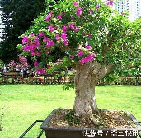 三角梅杆腐烂如何挽救2种原因要知道,对症下药,一样可以救活