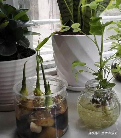 我们的生活|2种盆栽再丑,也要养在家里!不仅吸甲醛,还让白发“乌黑”发亮