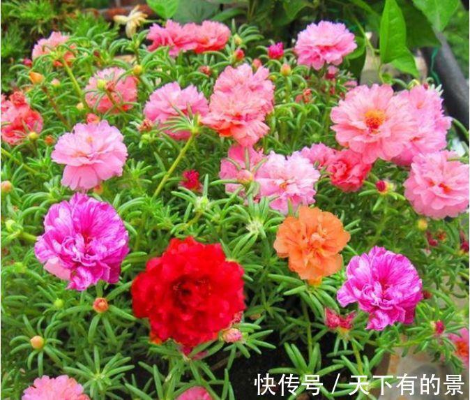 二氧化硫|农历7月20号起，最适合养这些花，花开媲美玫瑰，浇水勤一些