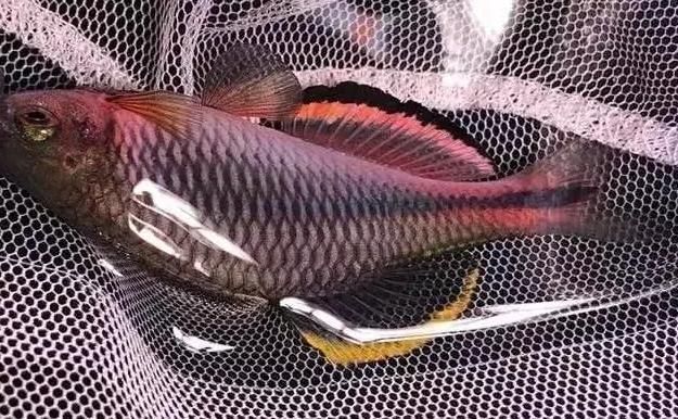 堪称中国“最难钓”的鱼,图1极为稀少,许多人跋涉千里只求一条