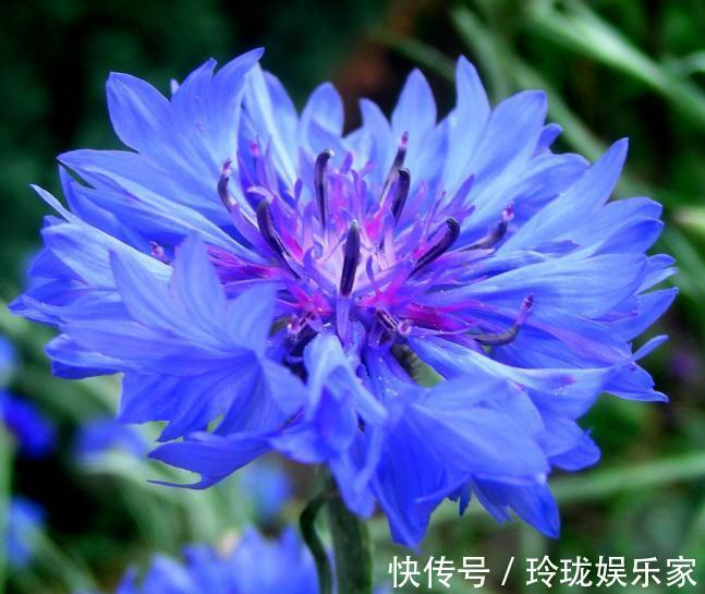 种花|“2种花”怎么折腾都不死,客厅养一盆,花朵一天比一天多