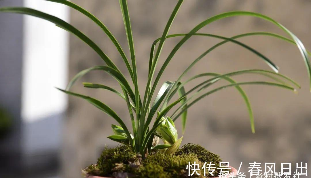 浇水|新手养兰花,别再这样浇水了!