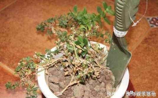 2种小药片,丢进水里用来浇花,土壤两年不板结,开花多长的旺