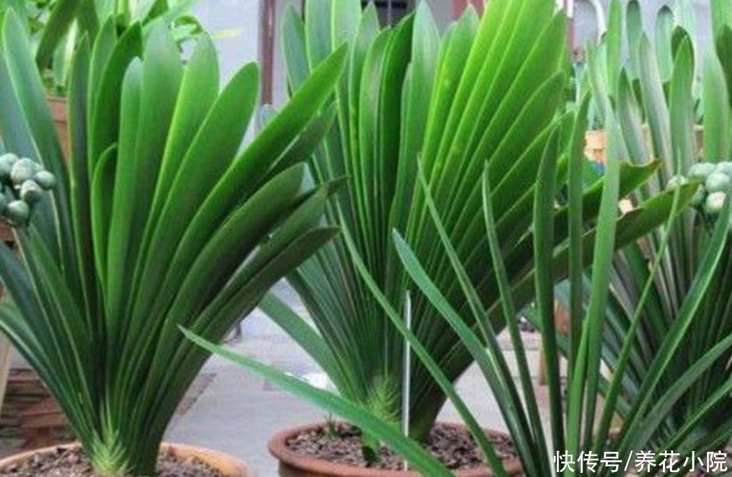 饼肥|煮熟的黄豆，能不能直接埋到花盆里当花肥？需要注意什么