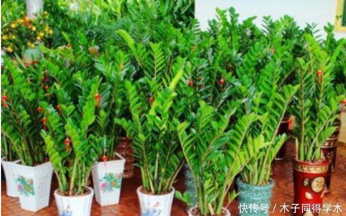 家养|家养3种花,旺家又旺财,福气满满,红红火火送吉祥!