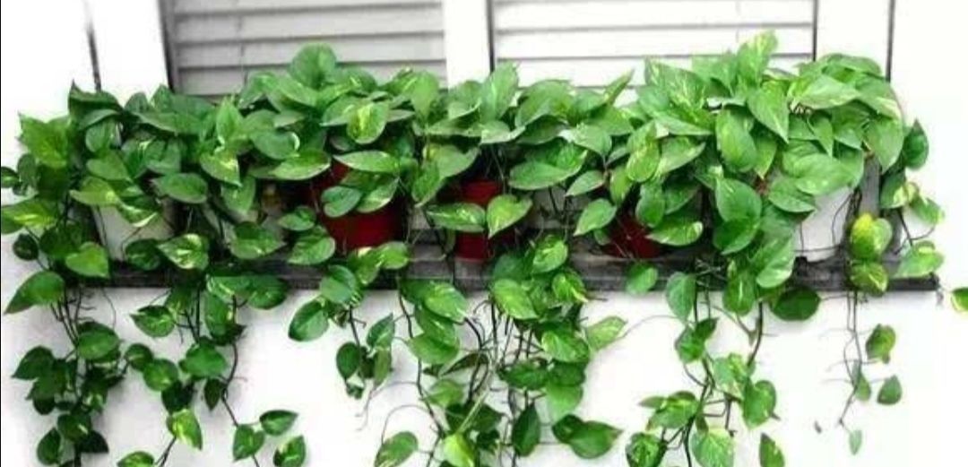 为什么说“一棵绿萝七个鬼”绿萝养在家里到底好不好