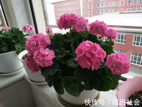 秋季|此“花”能开三季，鲜艳漂亮花期长，阳台养一盆，看花200天