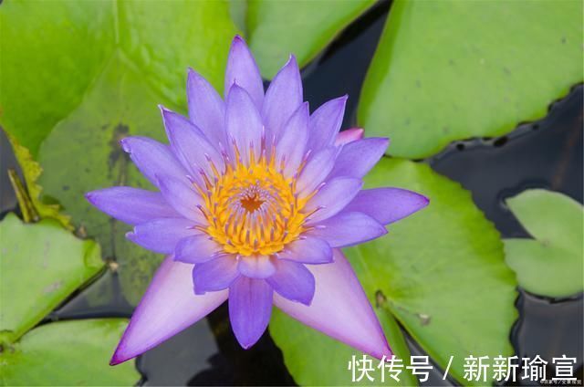 官爵#言轻莫劝人,杜牧一首很贴心的诗,结果却惹恼了薛涛